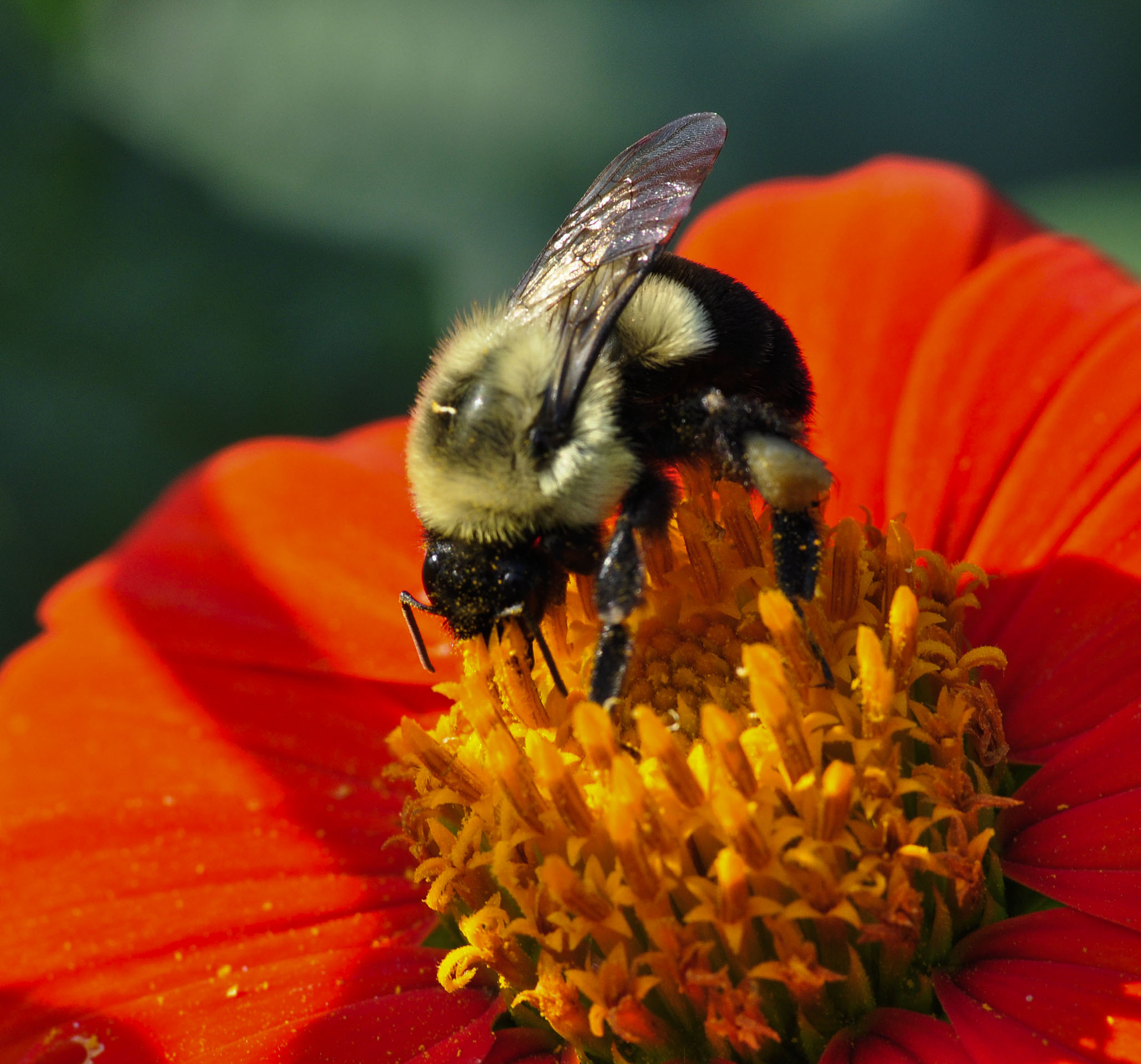 1st PrizeOpen Nature In Class 2 By Joanne Stamm For Searching FEB-2026.jpg